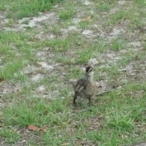 Meet your Posher, Shavonne